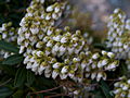 Pieris japonica Sarabande IMG_9535 Pieris japoński